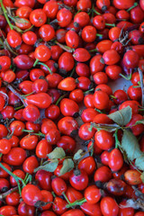 Red fresh berries of dogrose closeup