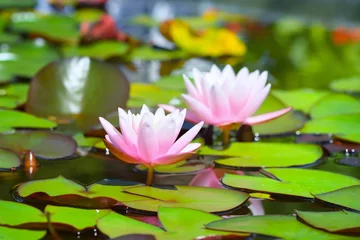 Crédence de cuisine en verre imprimé Nénuphars Fleurs de lotus roses ou fleurs de nénuphar qui fleurit sur l& 39 étang