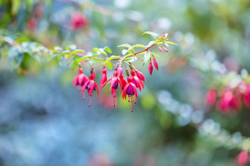 Beautiful fuchsia flowers in the garden. Natural background