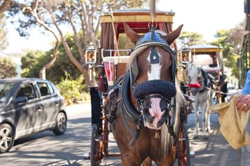 Harnessed brown horse close-up on the road