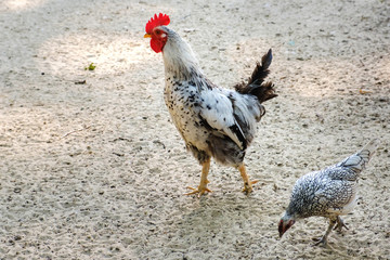 Rooster and a chicken run along the sand on rural farm.