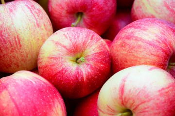 Rote erntefrische Äpfel in Südtirol