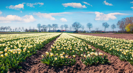 Amazing spring scene with fields of blooming tulip flowers.