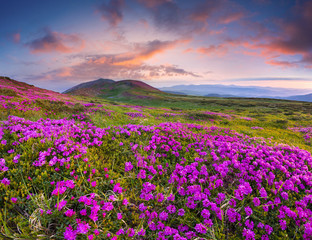 Fototapeta na wymiar Colorful summer sunset with fields of blooming rhododendron flowers.