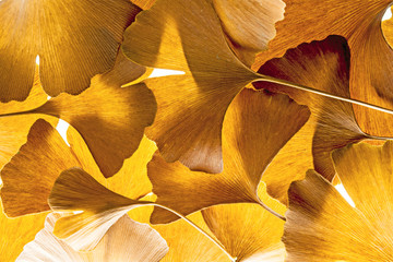 the background from Ginkgo biloba leaves