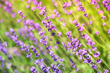 Blossoming lavender field, meadow at sunrise, springs blossoms for bees collecting nectar and pollinating new flowers. Beautiful summer morning or evening purple background