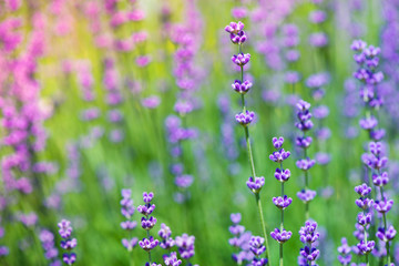Blossoming lavender field, meadow at sunrise, springs blossoms for bees collecting nectar and pollinating new flowers. Beautiful summer morning or evening purple background