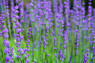 Obraz premium Blossoming lavender field, meadow at sunrise, springs blossoms for bees collecting nectar and pollinating new flowers. Beautiful summer morning or evening purple background