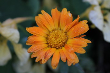 fiore, natura, giardino, giallo, floreale, verde, macro, fiore, estate, fiore, fiorire, flora, calendula, primo piano, bellezza, bella, petali, primavera, calendula, primo piano, brillante, margherita