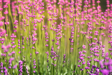 Obraz premium Blossoming lavender field, meadow at sunrise, springs blossoms for bees collecting nectar and pollinating new flowers. Beautiful summer morning or evening purple background