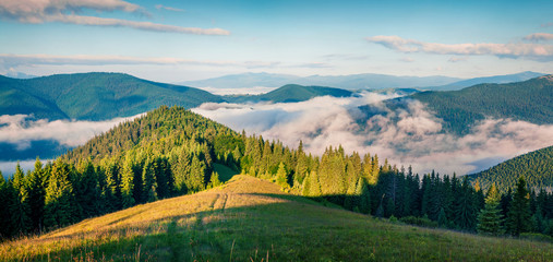 Bright summer morning in the Carpathian mountains