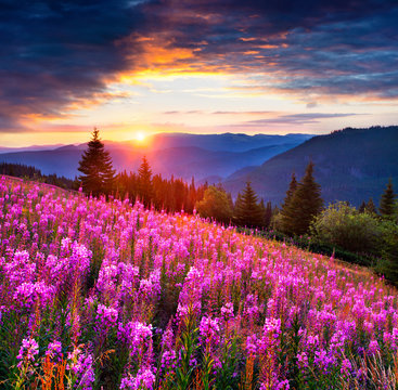 Beautiful autumn landscape in the mountains with pink flowers.