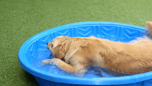 Golden Retriever Happily Playing in a Small Pool Outside in Slow Motion