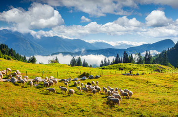 Sunny summer landscape with sheep in the pasture.