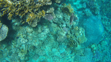 Fish and corals in the red sea in Egypt.