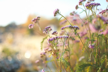 frozen little purple flowers with frosts in winter
