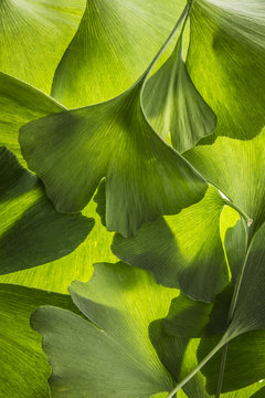 the background from fresh green Ginkgo biloba leaves