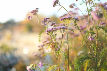 frozen little purple flowers with frosts in winter