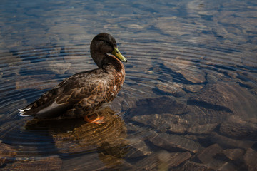 Beautiful ducks in high mountain ponds of Rohace