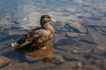 Beautiful ducks in high mountain ponds of Rohace