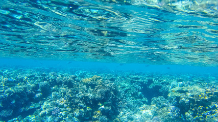 Fish and corals in the red sea in Egypt.