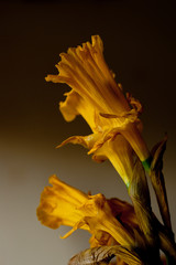 Fototapeta na wymiar Dying Daffodil