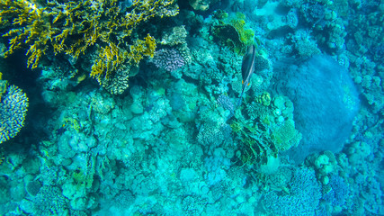 Fish and corals in the red sea in Egypt.