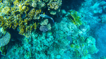 Fish and corals in the red sea in Egypt.
