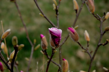 Magnolien