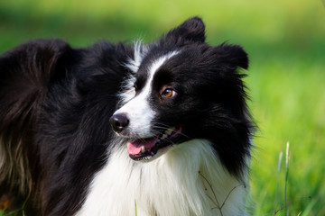 Young energetic dog on a walk. Border Collie. Emotions. Training of dogs. Whiskers, portrait, closeup. Enjoying, playing