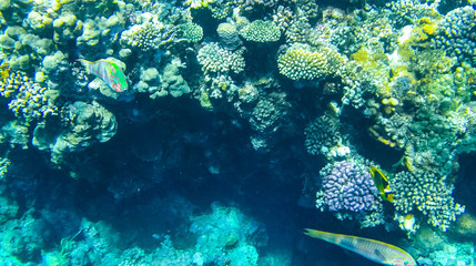 Fish and corals in the red sea in Egypt.