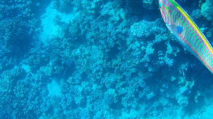Fish and corals in the red sea in Egypt.