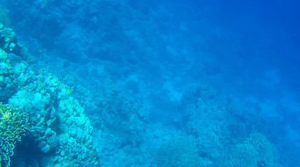 Fish and corals in the red sea in Egypt.