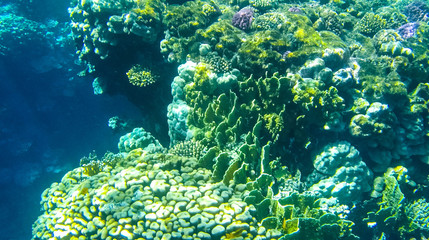 Fish and corals in the red sea in Egypt.