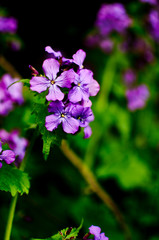 Fototapeta na wymiar Small Purple Blooms
