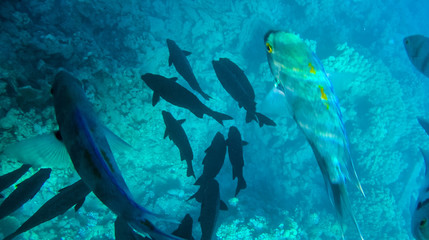 Fish and corals in the red sea in Egypt.