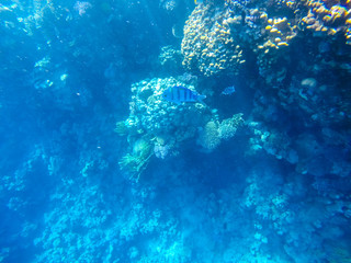 Fish and corals in the red sea in Egypt.