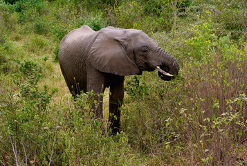 Elephant Grazing in Lake Manyara National Park