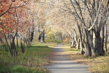  A corridor of trees. Autumn.