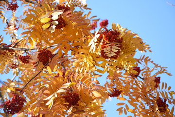 Rowan berries in autumn.