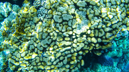 Fish and corals in the red sea in Egypt.