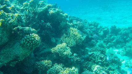 Fish and corals in the red sea in Egypt.