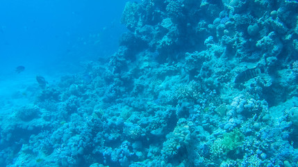 Fish and corals in the red sea in Egypt.