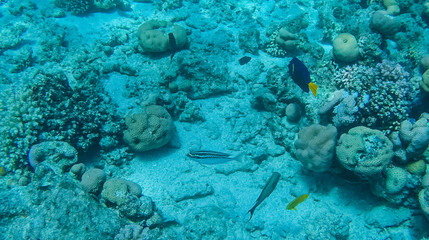 Naklejka na ściany i meble Fish and corals in the red sea in Egypt.