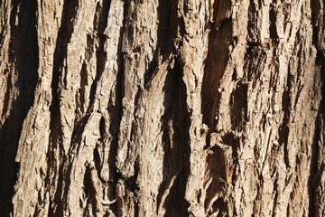 braune Baumrinde