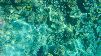 Fish and corals in the red sea in Egypt.