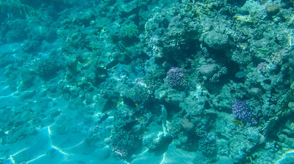 Fototapeta na wymiar Fish and corals in the red sea in Egypt.