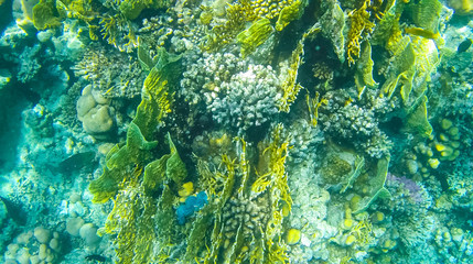 Fish and corals in the red sea in Egypt.