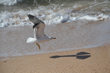 Seagull on the seashore