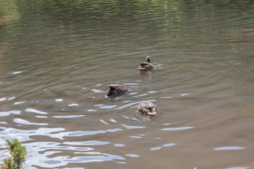 Beautiful ducks in high mountain ponds of Rohace